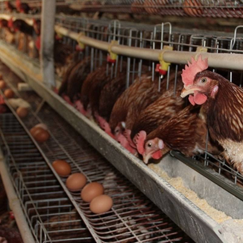 鸡缺钙吃什么补钙,蛋鸡生病防治方法