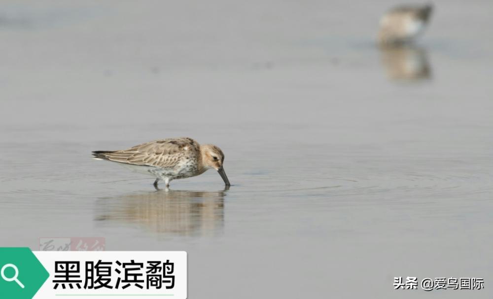 来认识一下滨鹬属的小伙伴们