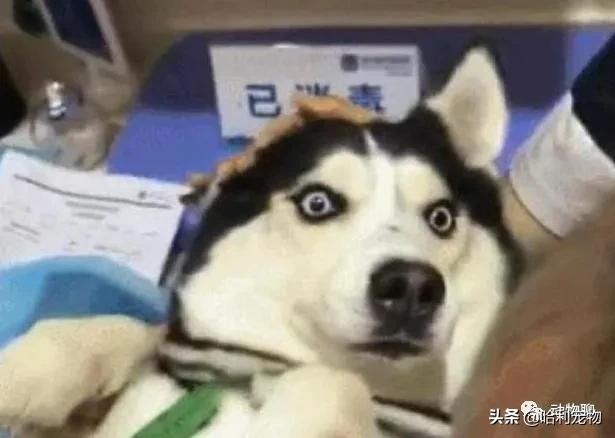 哈士奇粘鼠板,粘鼠板粘哈士奇