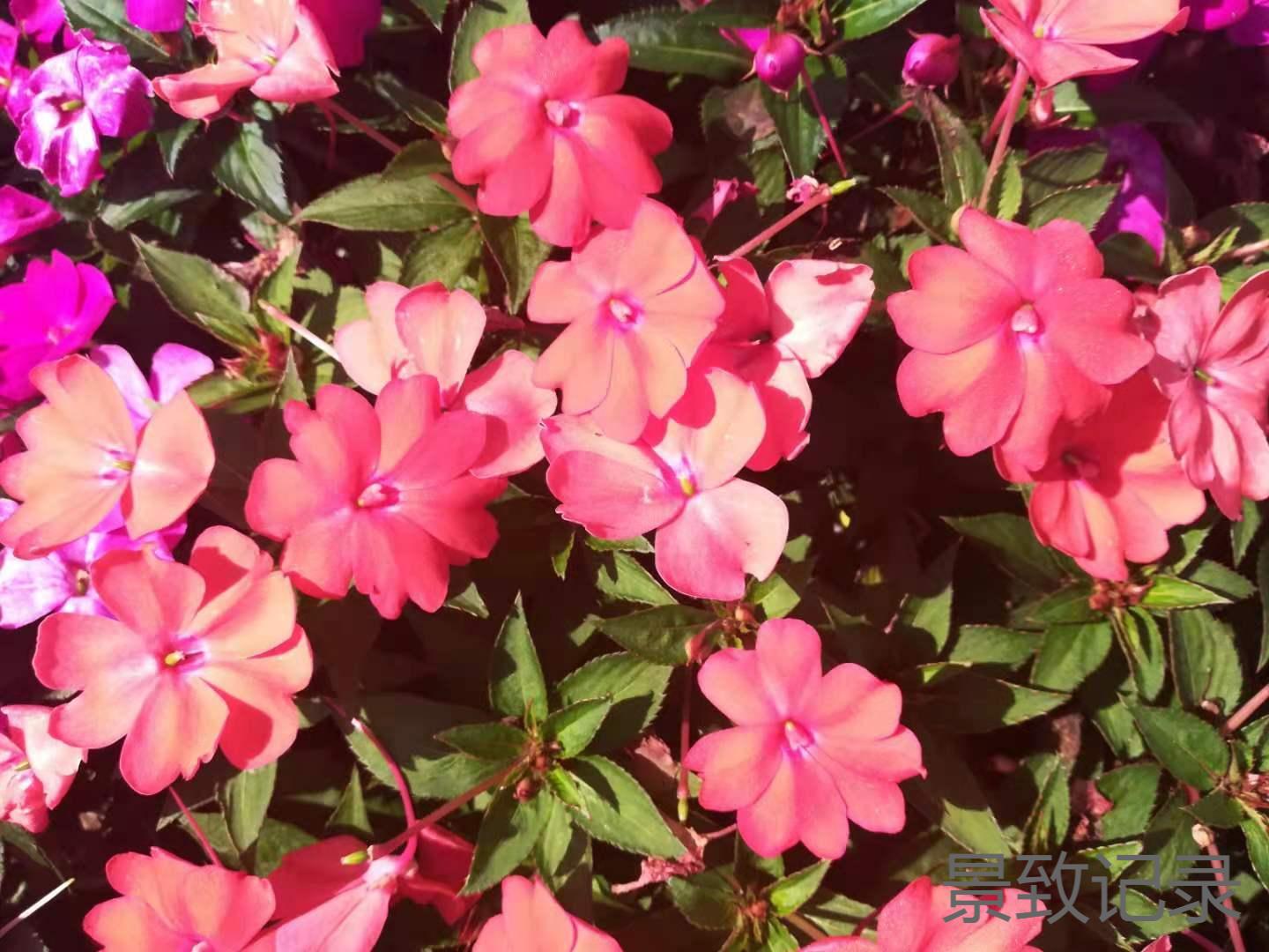 美丽的重庆南山植物园游玩记录,大足南山植物园有哪些植物
