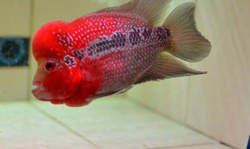 世界上最漂亮的鱼第一名,世界上最漂亮的十大鱼排名