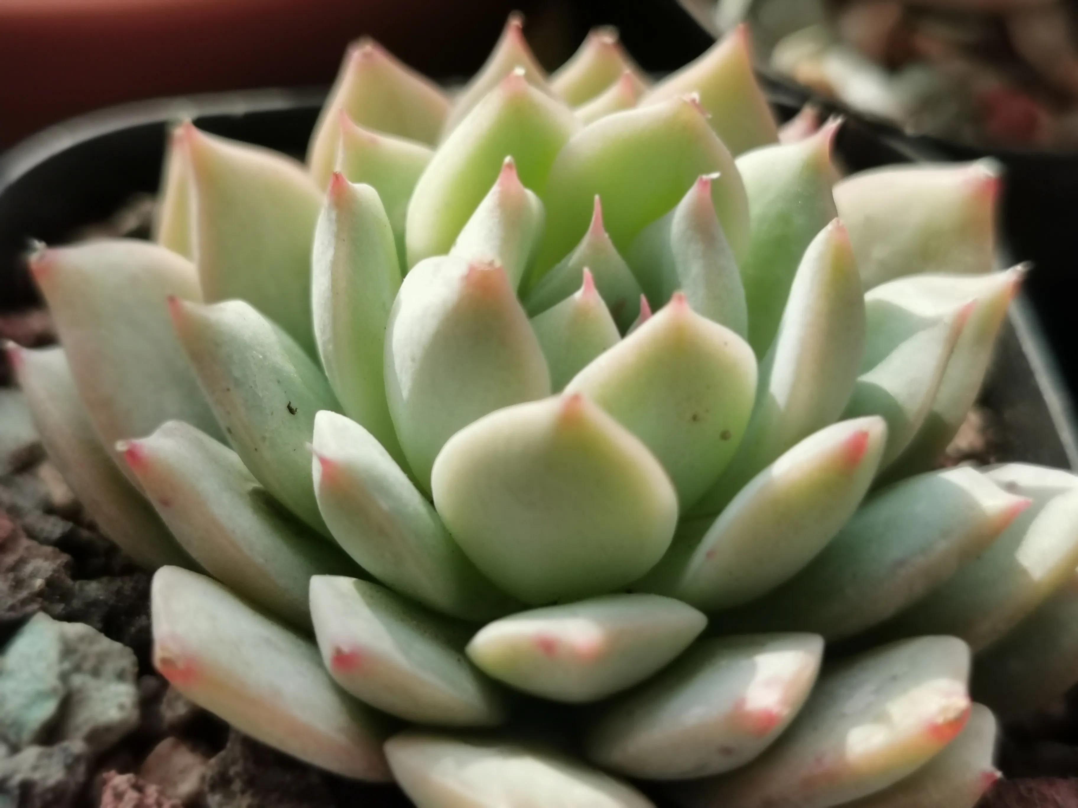 新购大单头多肉上盆,多肉品种大全大集合