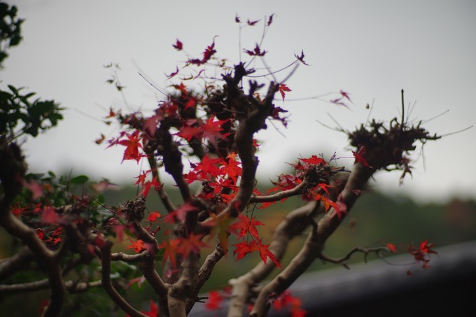 京都赏枫2022,京都赏枫必去景点有哪些好玩的