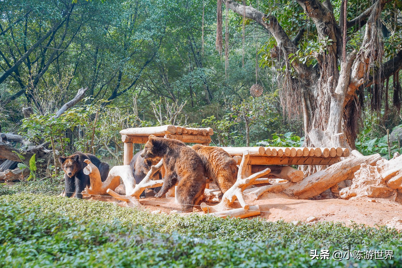 寒假广州长隆三天两夜亲子游攻略,带孩子广州长隆旅游攻略