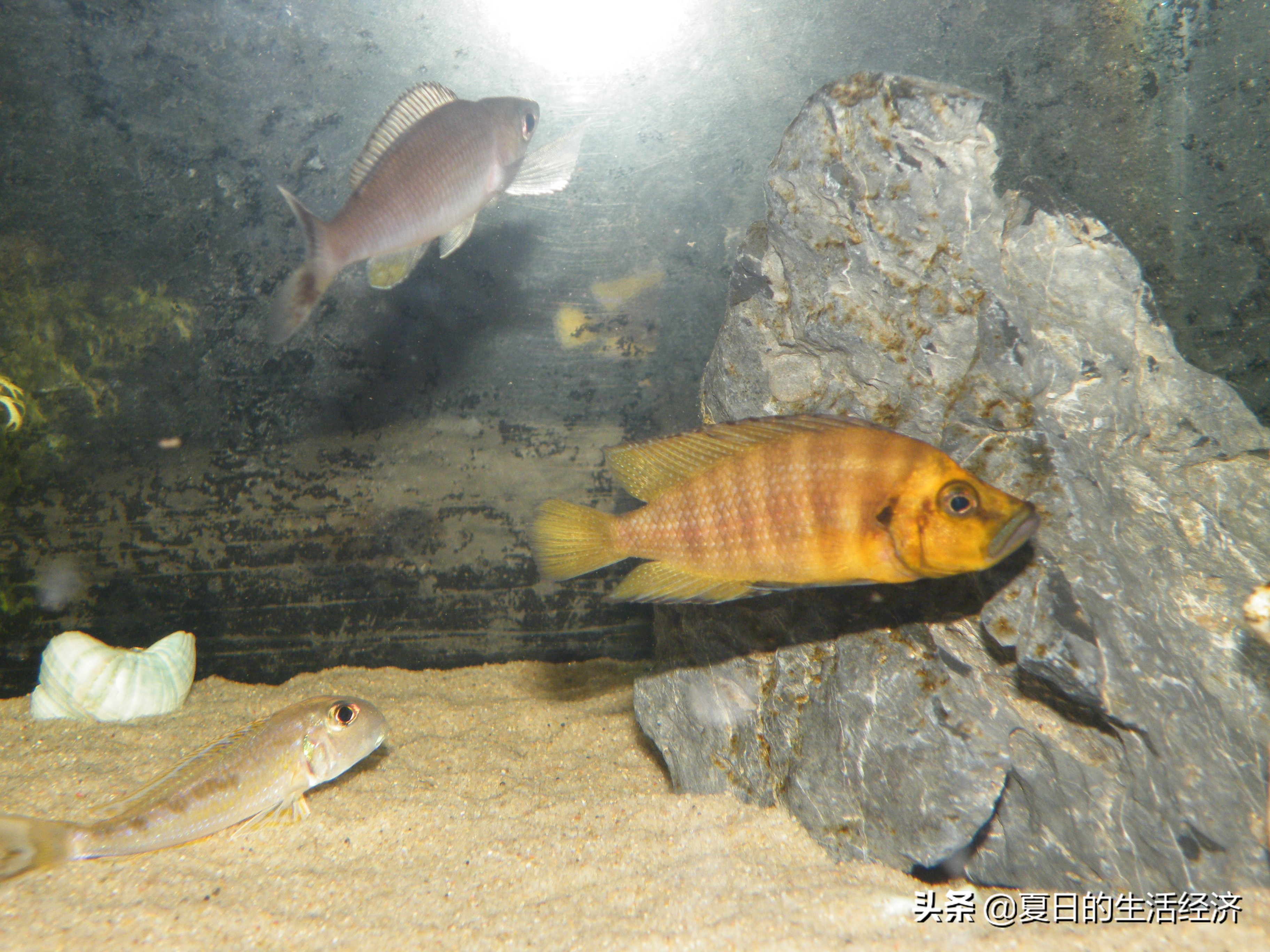 回忆三湖,三湖慈鲷纪念