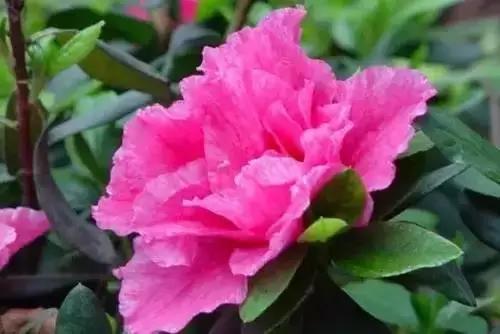 以桂花为市花的城市有哪些,中国每个城市的市花是什么