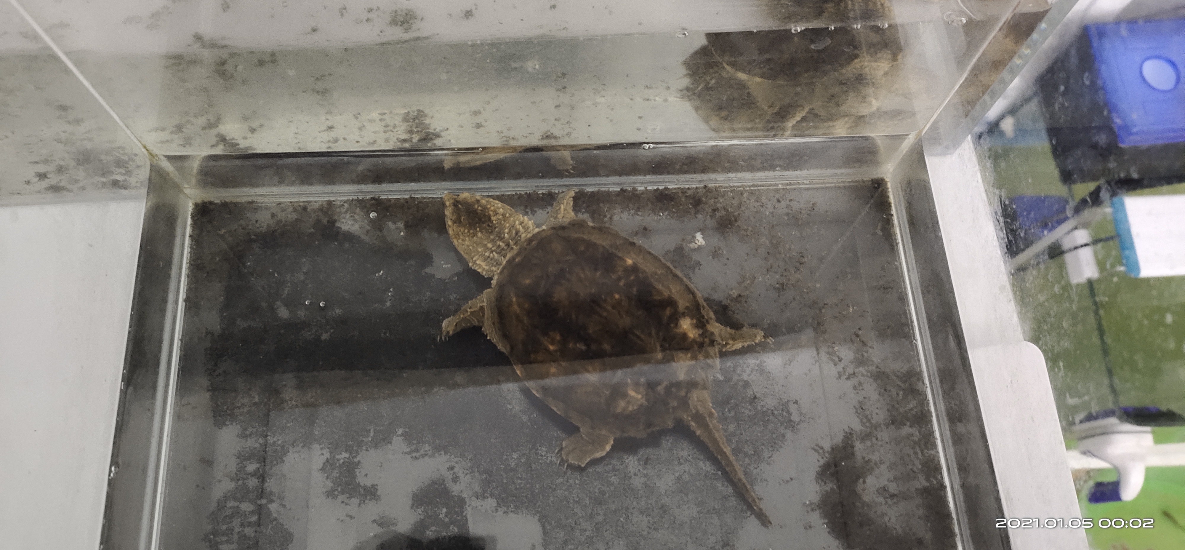 乌龟冬眠用苔藓和椰土苔藓哪个好,乌龟怎么冬眠比较好草龟