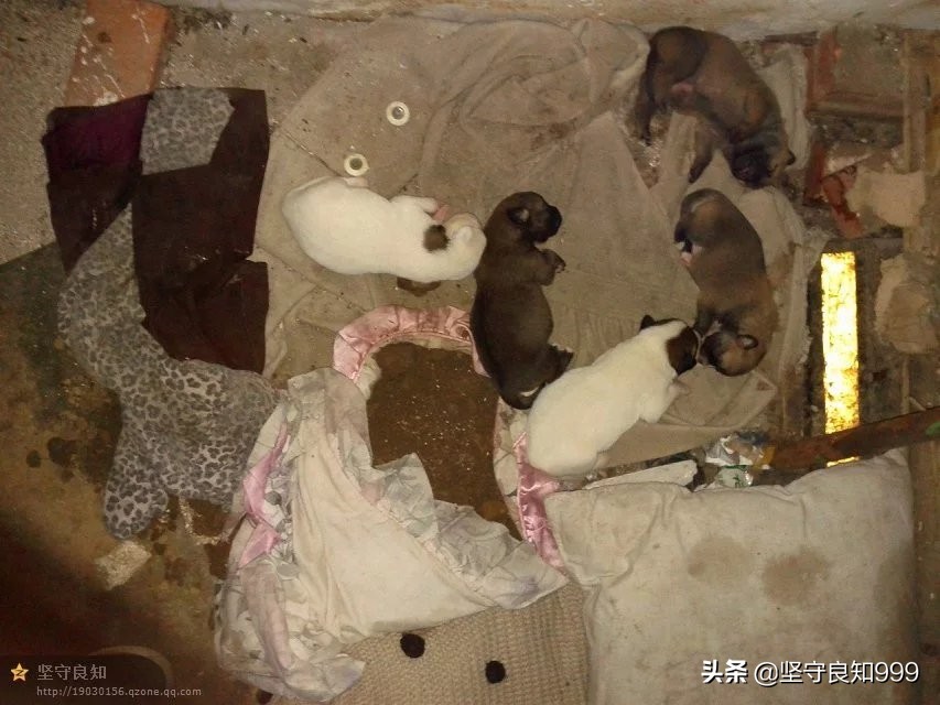 被遗弃的狗母子,被丢弃的母狗