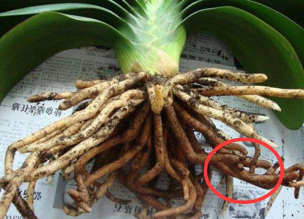 君子兰烂根处理以后能直接上盆吗,君子兰烂根怎么换盆