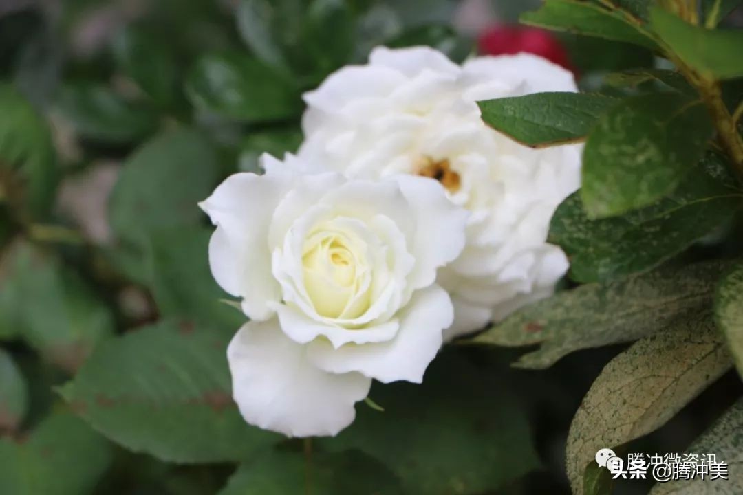 云南腾冲银杏村杙春园客栈对外招租，只为等待有缘的你