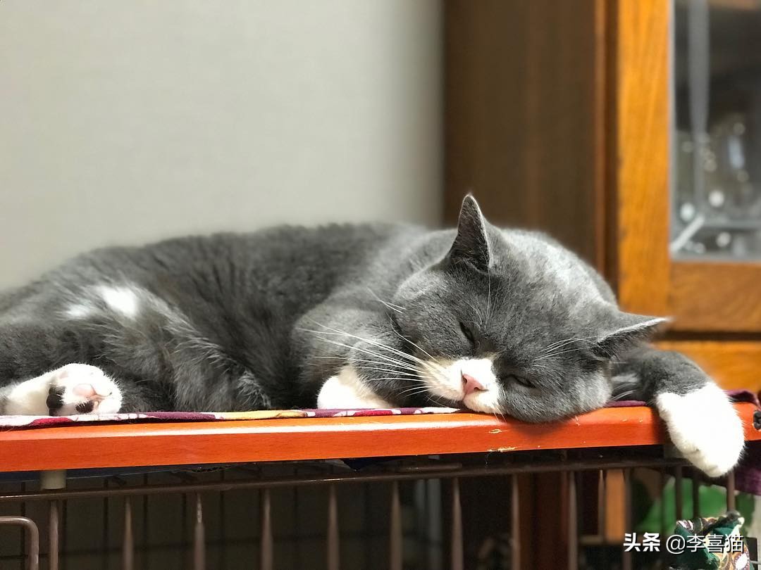 把东西粘在桌子上让猫咪推,把桌上的东西推下来