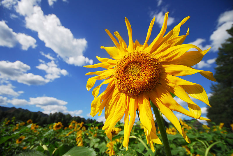 向日葵结籽要多久,怎么让向日葵籽饱满