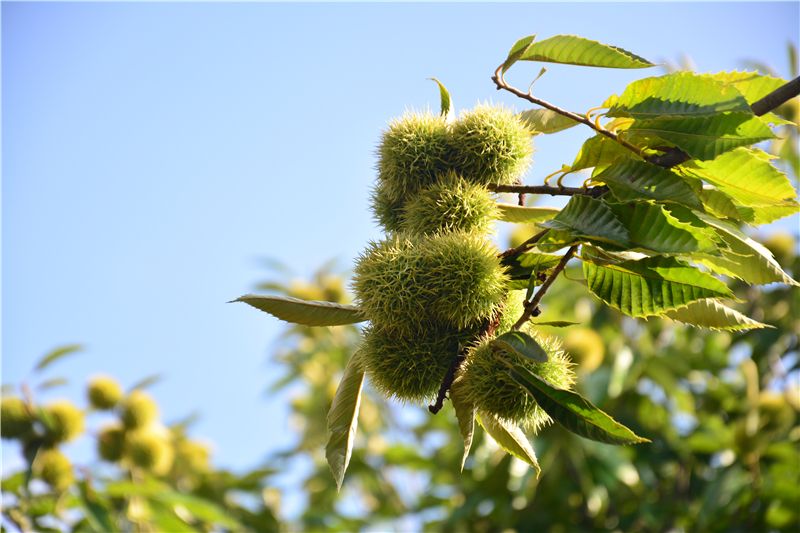 9月份云南有什么好吃水果,云南瓜果飘香有你最爱的吗