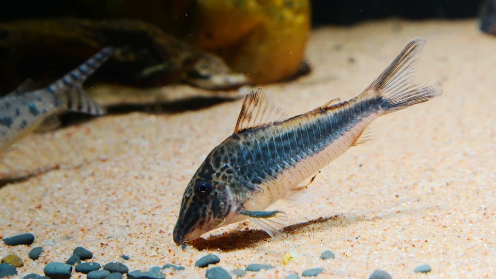 养鼠经验总结,鼠鱼的养殖方法和注意事项