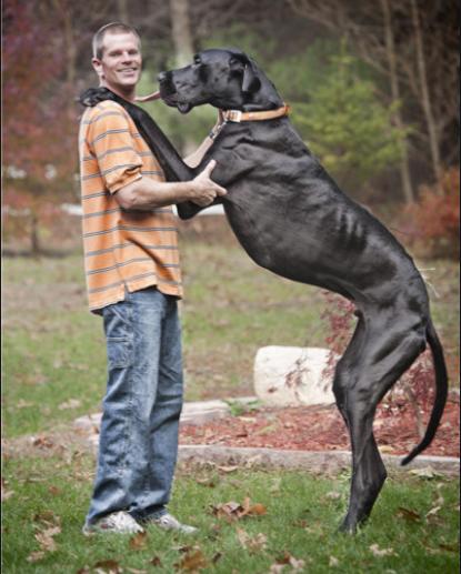 短腿狗腊肠犬,吉尼斯纪录最长的腊肠犬