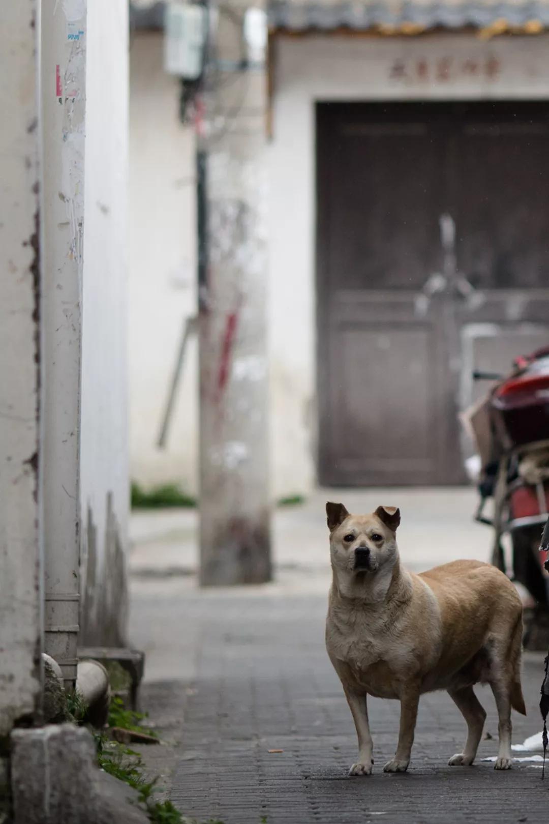 苏州园林静谧之美,苏州小众园林