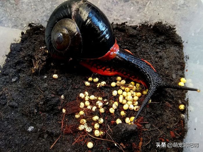 鲜艳的宠物蜗牛,另类宠物都有什么名字