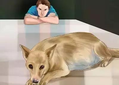 关于狗狗怀孕、孕期的最全知识储备，铲屎官快快收藏备用！