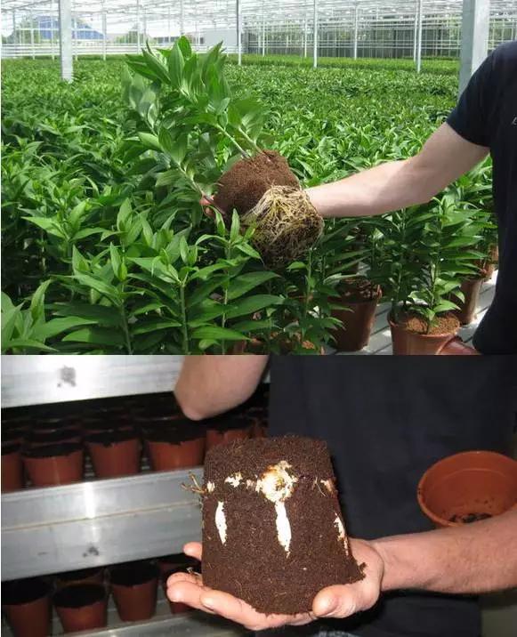 卷丹百合种球繁殖步骤图解,百合种球萌芽1厘米了怎么养护