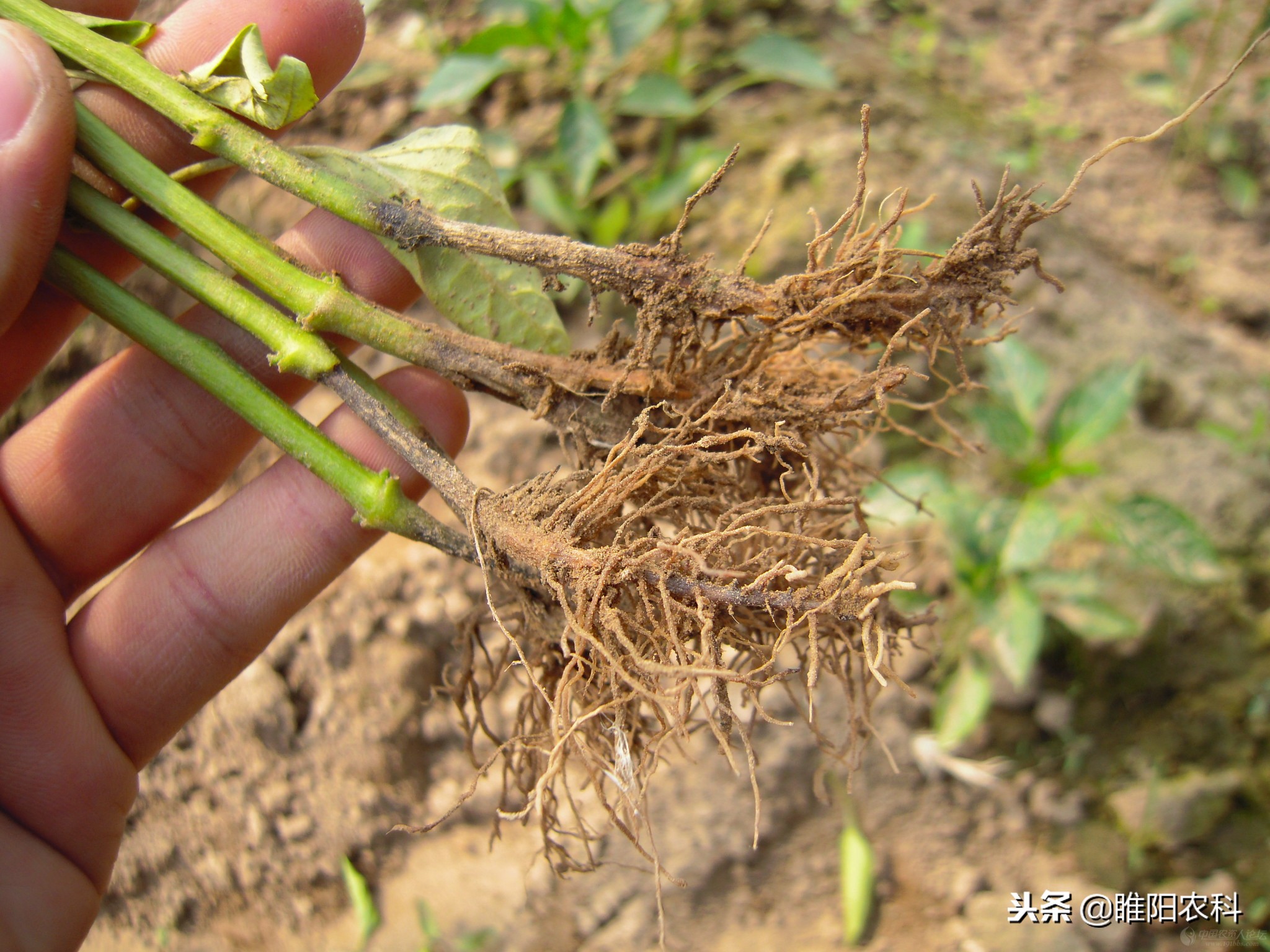 防治霜霉疫病的特效药,葡萄溃疡病霜霉病清园杀菌剂