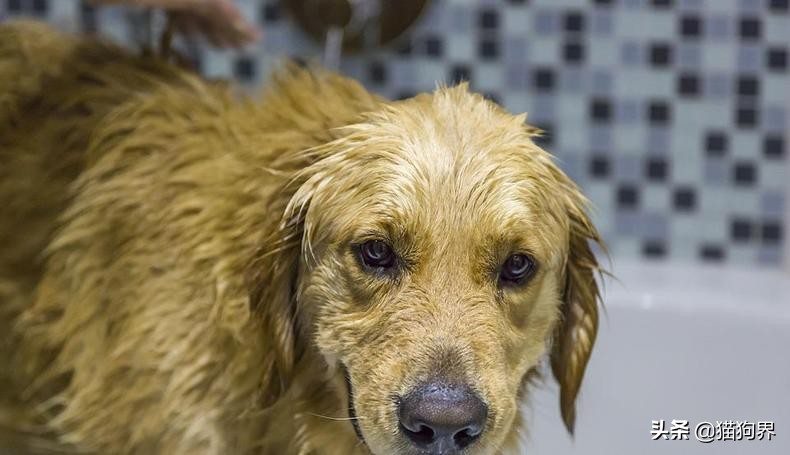 狗狗皮屑多用什么土办法治疗,狗狗身上掉皮屑还掉毛怎么回事