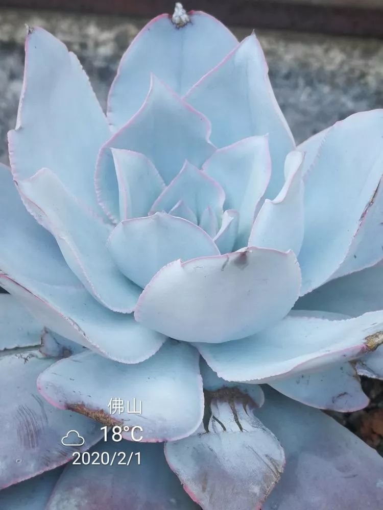 一杯清茶一道暖阳,一杯清茶温暖的时光