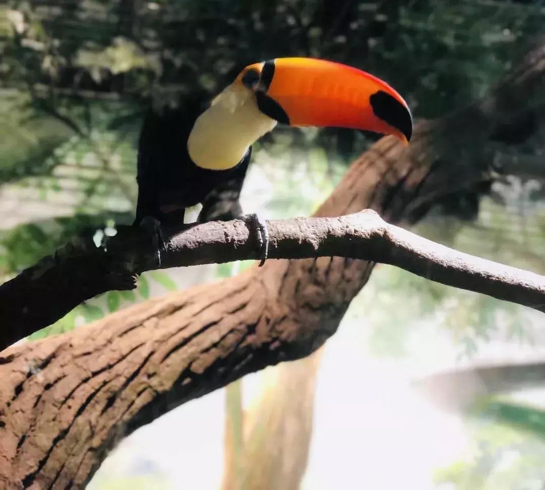 郑州奥林匹克公园萌宠乐园,郑州萌宠乐园长什么样子