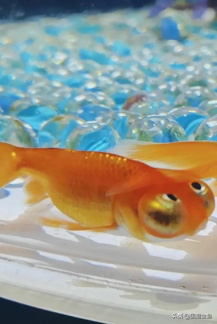 除夕“集五福”!五种福气满满的金鱼,祝您年年有余