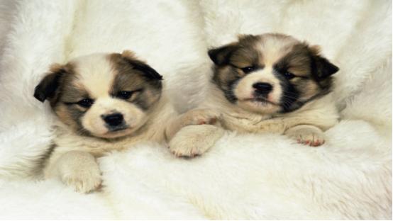 狗狗一直叫还乱咬东西是什么原因,狗狗总是乱叫怎么制止