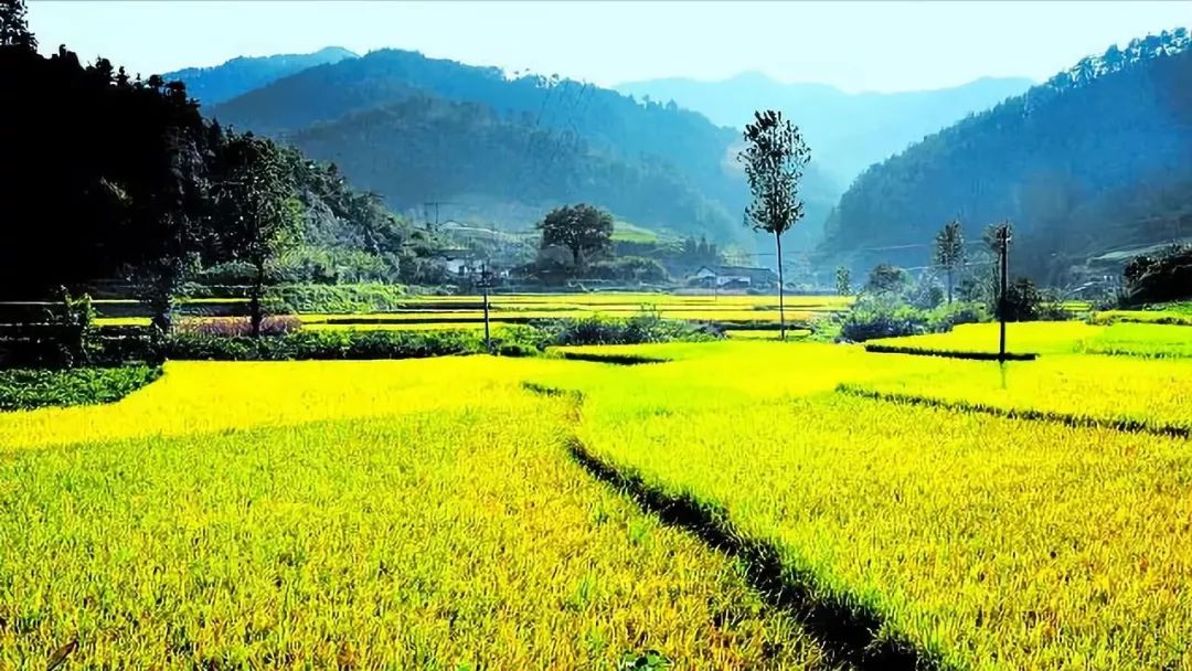 玉米土地托管经营模式,玉米新农业三种经营模式