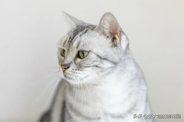 猫咪可以破坏纱窗么,猫咪总喜欢抓床垫