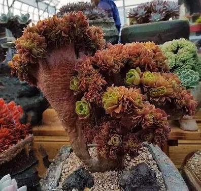 多肉法师韶羞现在能摘心吗,韶羞法师和荷兰玫瑰法师的区别