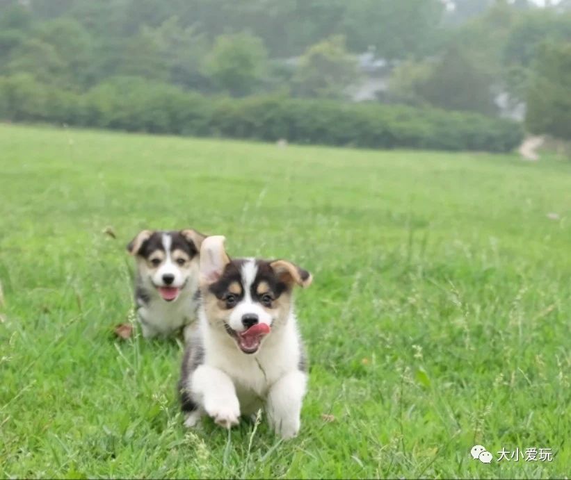 北京适合踏春旅游景点,北京春天看花的景点推荐