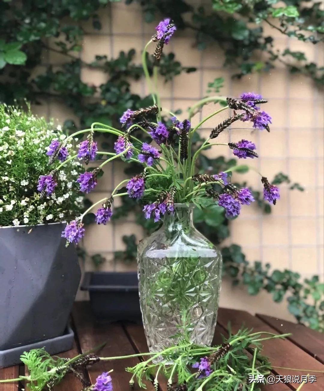 怎么打造露台小花园,如何打理自己的露台小花园