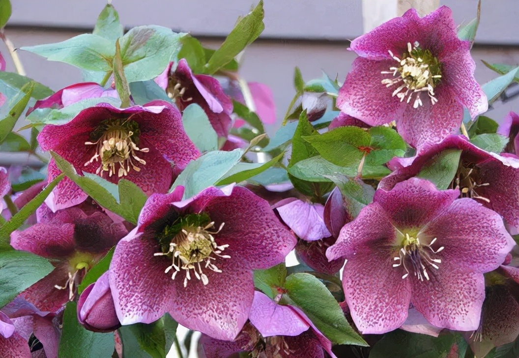 每日一花11.16：圣诞蔷薇