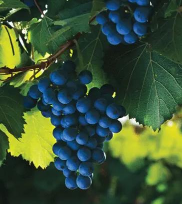 关于葡萄的古诗词有哪些,描写葡萄的古诗词名句