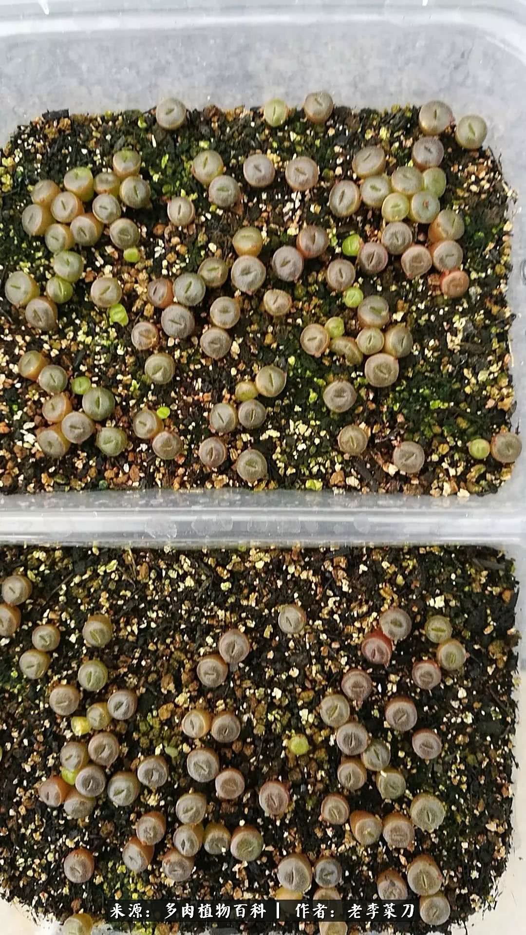 生石花僵苗怎么办,生石花谢后怎么办