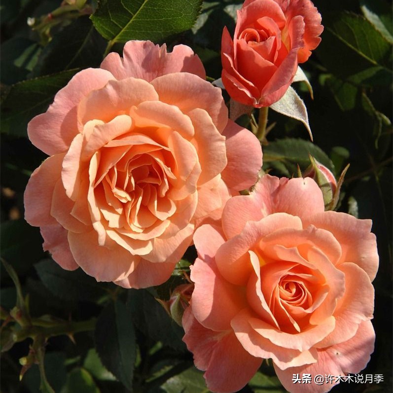 月季为什么不开花和品种有关系吗,买回来的月季不长花骨朵怎么办