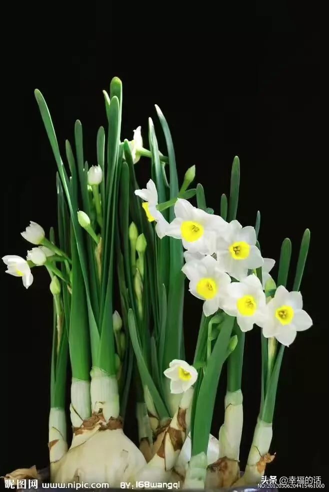 中国十大名花图片及花语,山茶花是中国十大名花吗