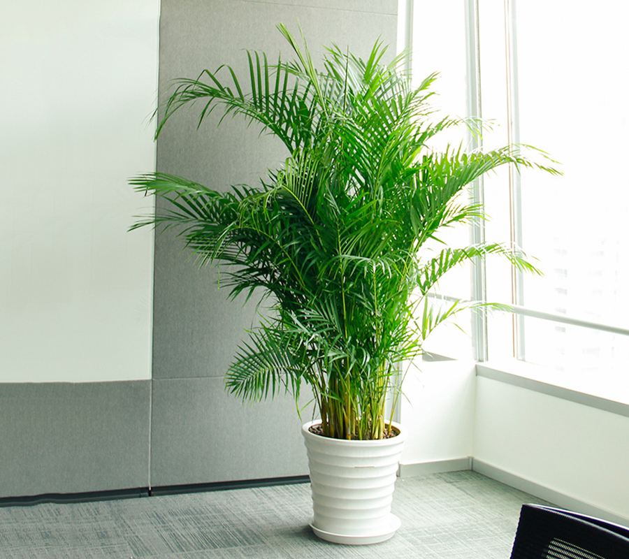 吸甲醛最好的植物花卉是哪几种,刚装修好的新房种什么植物去甲醛