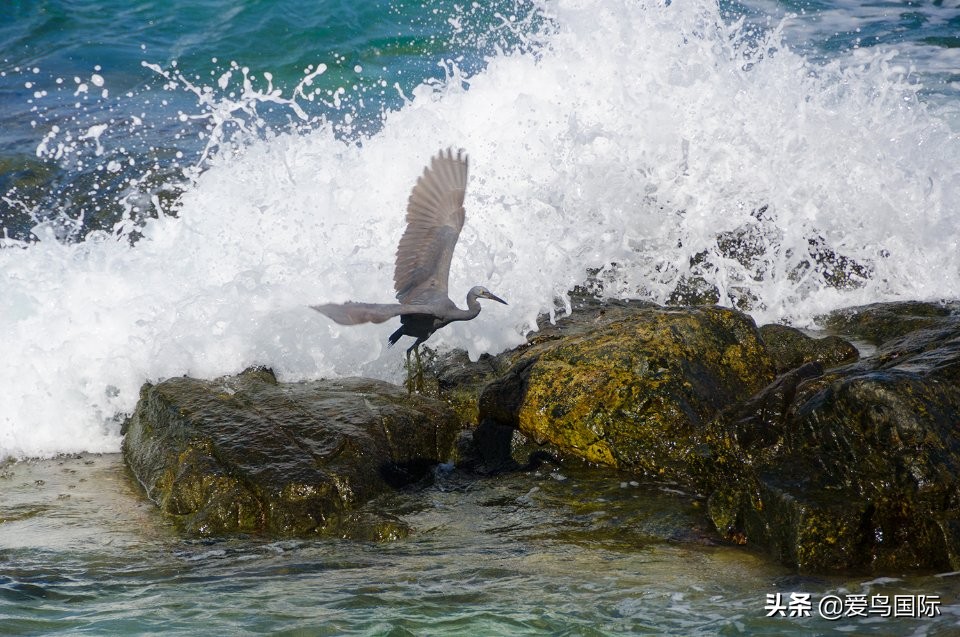 观鸟大年,观鸟大年免费