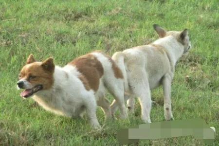 当代婚姻情感故事,连载：人狗情缘,一