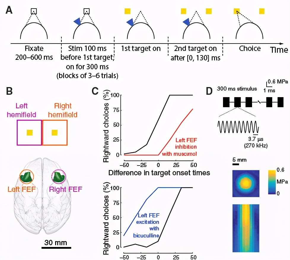 脑科学日报,脑科学日报记忆方法