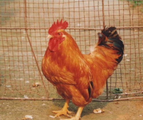 鸡的特性是什么,鸡的习性导图