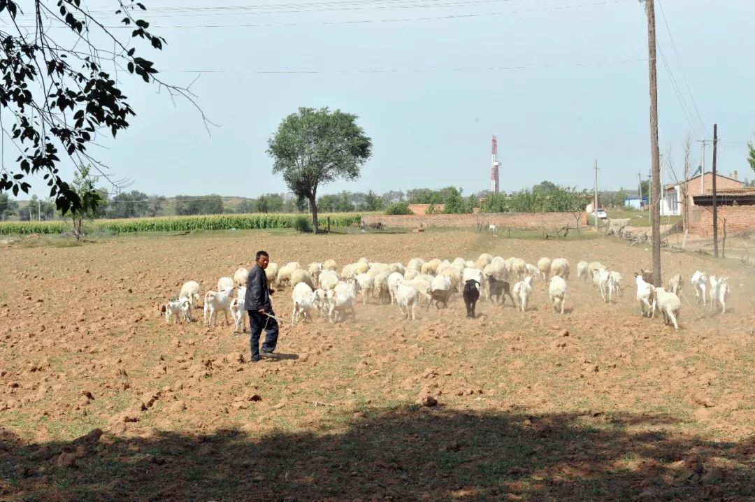 内蒙羊肉与盐池滩羊肉,新疆羊肉和盐池滩羊肉