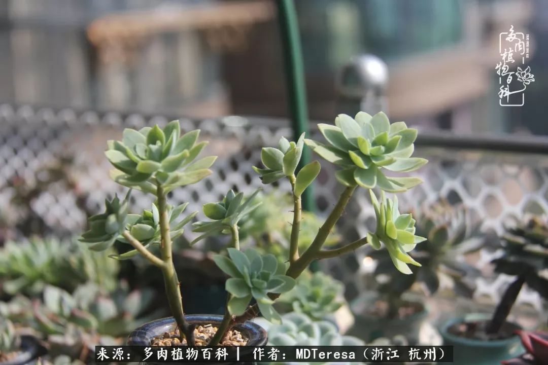 养好能养好的才是王道！期待多肉们的华丽转身