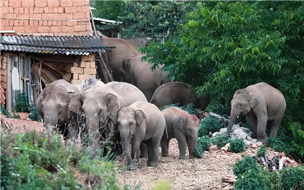 云南象群迁徙事故,云南象群破坏庄稼
