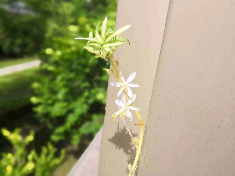 吊兰怎么养才能快速抽藤,吊兰软趴是怎么回事