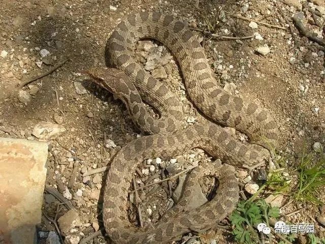 蛇如何升级为龙,可以升级的蛇