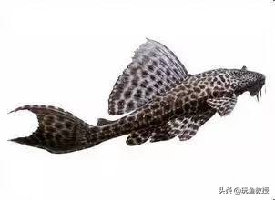 这些东西跑到外面去居然会引起生态危机!